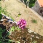 Valeriana angustifoliaFlower