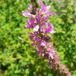 Lythrum salicariaFlor