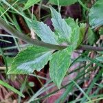 Valeriana tripteris Blatt