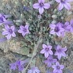 Campanula andrewsii Flower