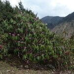 Rhododendron niveum Hábitos