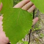 Populus grandidentata Folha