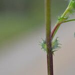 Medicago murex Hoja