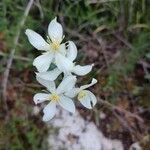Thalictrum tuberosum 花