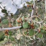 Cercocarpus montanus Foglia