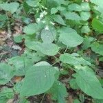 Circaea x intermedia Leaf