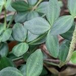 Peperomia tetraphylla Hoja