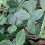 Peperomia tetraphylla Blad