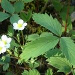 Fragaria virginiana Blatt