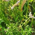 Mentha longifolia Blüte