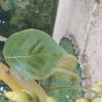 Erythrina fusca Yaprak