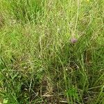 Centaurea decipiens Habitat