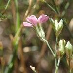 Petrorhagia saxifraga Цвят