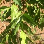 Kraussia floribunda Hoja