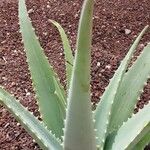 Aloe vera葉