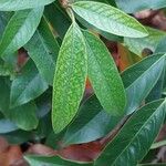 Photinia davidiana Leaf