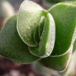 Crassula perfoliata Φύλλο