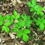 Rubus camptostachys Hábitos