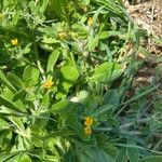 Anthyllis circinnata 花