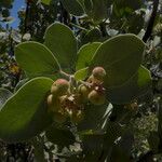 Arctostaphylos canescens 果