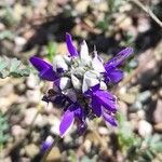 Dalea boliviana Floare