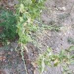 Lepidium latifolium Blad