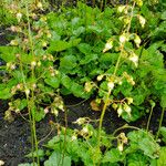 Heuchera americana 整株植物