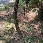 Vitis rotundifolia Bark