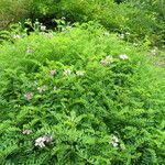 Onobrychis caput-galli Libunga