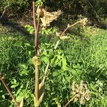 Angelica atropurpurea Λουλούδι