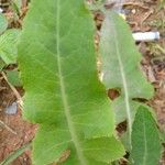 Lactuca virosa Foglia