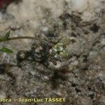 Hornungia procumbens Kvet