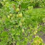 Ribes uva-crispa Frucht