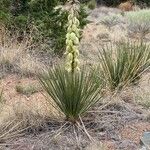 Yucca glauca Цветок