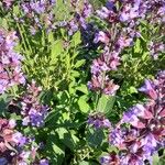 Salvia officinalis Cvet