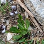 Arabis caerulea Blad