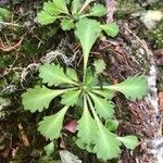 Saxifraga cuneifolia Frunză