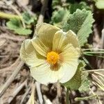 Rhynchosida physocalyx 花