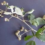 Rubus winteri Anders