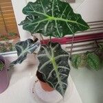 Alocasia sanderiana Liść