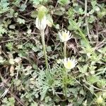 Anemone decapetala Habit
