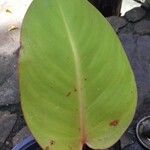 Philodendron erubescens Leaf