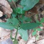 Prunella hastifolia Likasa