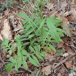 Serratula tinctoria Fuelha