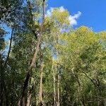 Acacia auriculiformis Habitatea