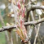 Amelanchier × lamarckii 葉