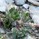 Ranunculus glacialis Leaf