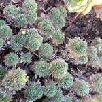Cotula hispida Hoja