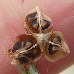 Fumana ericoides Fruit