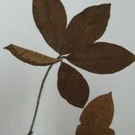 Pradosia surinamensis Drugo